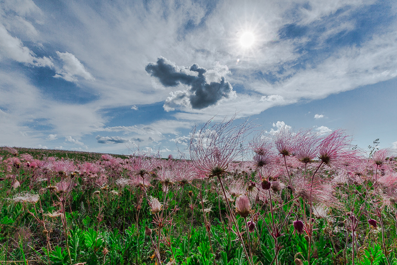 Field of Prairie Smoke by Stino